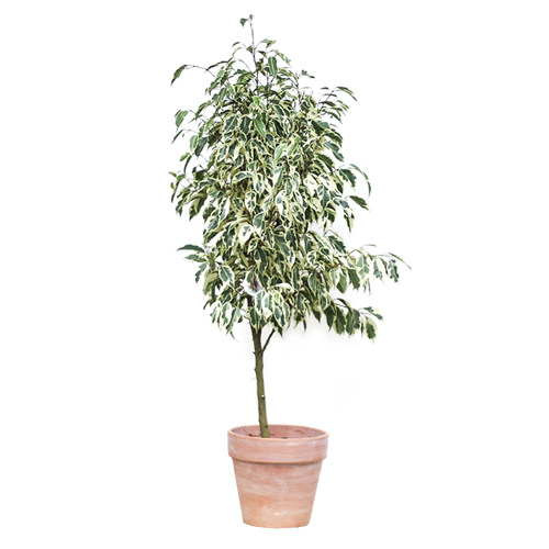 本木庐舍丨金边垂叶榕树锦植物 星光榕花叶高山榕  室内耐阴 小叶