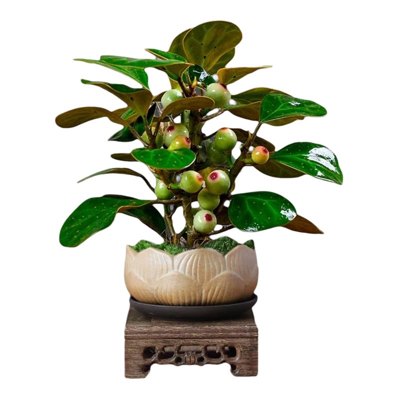 小盼菩提室内绿植花卉菩提树中式禅意桌面摆件饰物好养绿植盆景