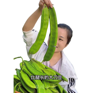 大刀豆种籽爬藤无架豆角老品种孑农作物四季蔬菜种子庭院圆豆种植