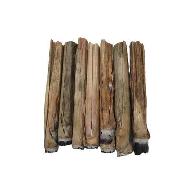 广西黑皮甘蔗苗种带芽孢黄金种苗