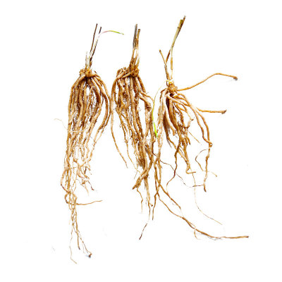芦笋根苗现挖四季种植蔬菜苗食用