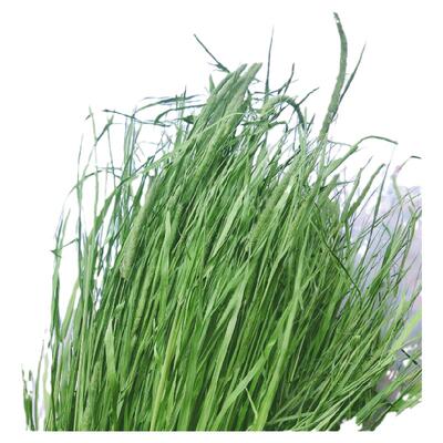 2025新烘干北提摩西草磨牙干草有穗提草兔子草龙猫干草荷兰猪草料