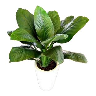绿巨人 盆栽室内客厅大型盆景植物绿植万年青白掌大叶植物