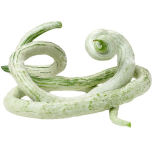 蛇瓜种籽种子苗四季长蔬菜孑超长巨型丝瓜特长南方蛇豆角苗子孑秧