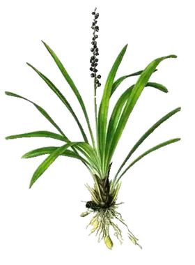 矮麦冬草苗日本玉龙草绿化植物苗