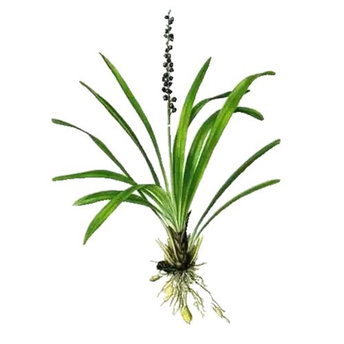 日本矮麦冬草苗玉龙草宽叶草庭院常绿耐阴耐寒工程四季青绿化植物