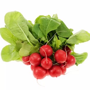 樱桃萝卜种子四季室内阳台蔬菜种子阳台盆栽蔬菜种籽水果小红萝卜