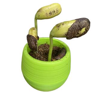 定制带字印有字神奇刻字魔法豆子祝福魔豆种子植物创意种植小盆栽