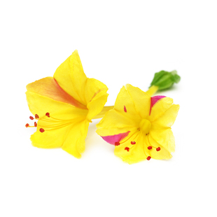 五彩条纹紫茉莉种子Four o'clock地雷花洗澡红晚饭花籽可盆栽春播