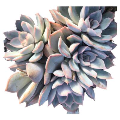 菲欧娜多肉植物紫色群生花卉盆栽