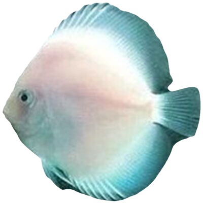 七彩神仙鱼12-13cm精品神仙鱼