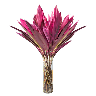 水培鸿运紫竹植物富贵竹粗杆带根水养客厅招财竹子室内绿植发财竹