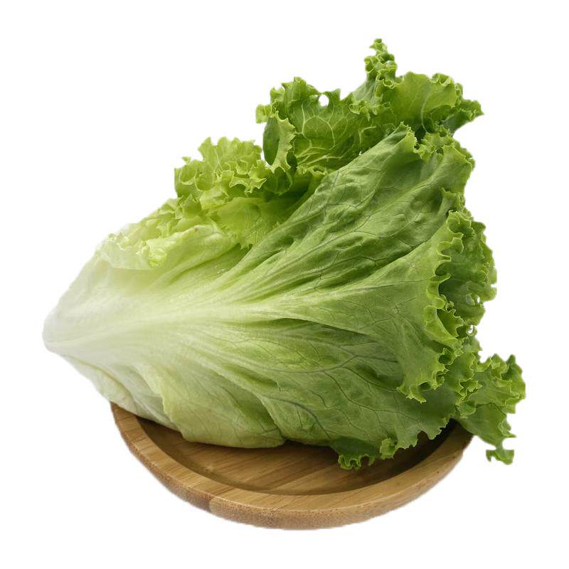 【廊下滋味】罗莎绿3斤-10斤花边生菜花叶新鲜蔬菜沙拉包烤肉食材