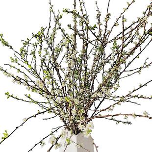 【包开花】雪柳鲜枝干枝遇水开花水养插花好养活水培植物室内花卉