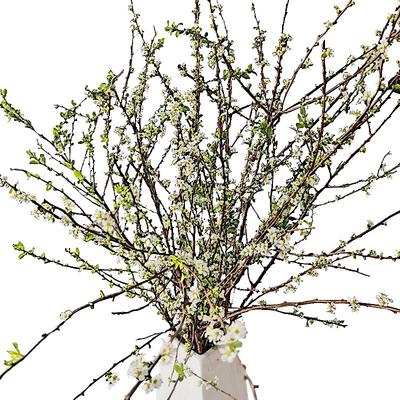 【包开花】雪柳鲜枝干枝遇水开花水养插花好养活水培植物室内花卉