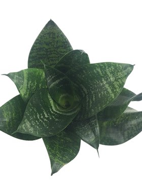 虎皮兰金边水培盆栽绿植花卉包邮