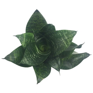 虎皮兰虎耳兰哈呢兰白玉兰黑金兰金边兰矮种水培盆栽绿植花卉包邮