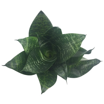 虎皮兰金边水培盆栽绿植花卉包邮