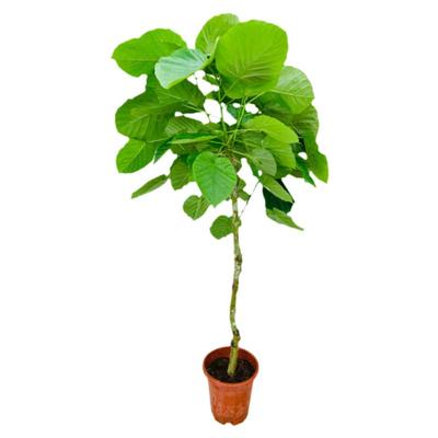 日本爱心伞榕基地一物一拍