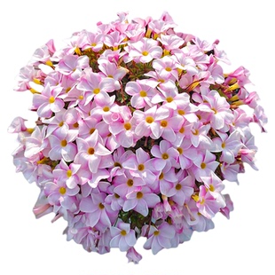 海蒂的花园旗舰店 酢浆草阳台庭院好养开花植物多年生花卉盆栽苗