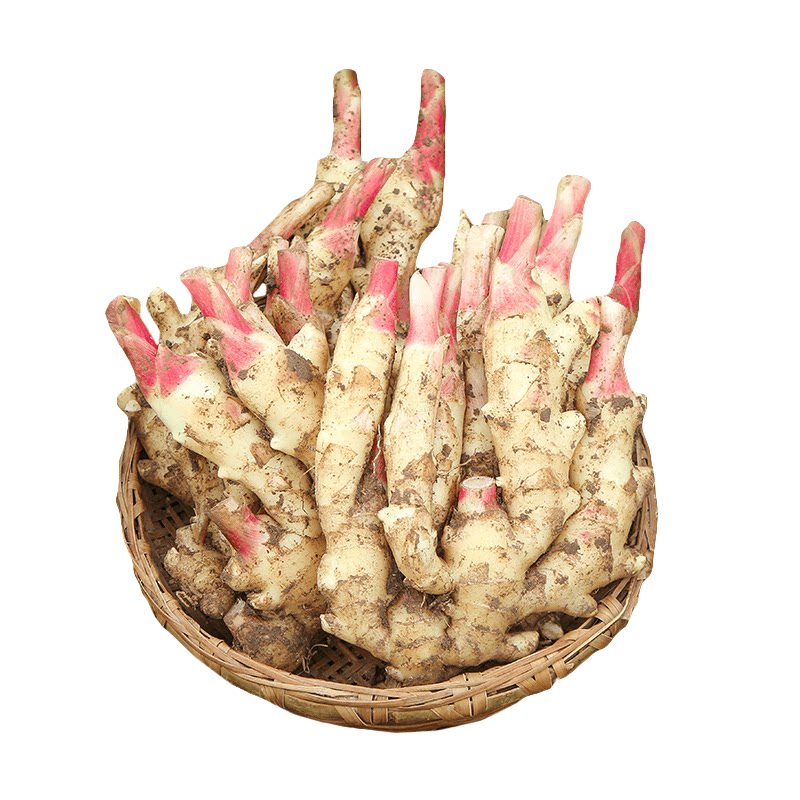 当季红芽嫩姜！老农力荐营养美味