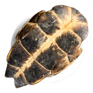 寻百草龟板中药材250克正品生龟板 腹甲腹板大乌龟底板下甲生晒