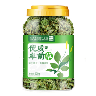 车前草野生新鲜干货官方旗舰店中药材泡茶水喝的功效与作用酸降尿