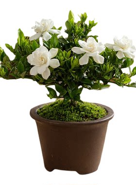 寿星栀子花盆栽带花苞四季开花浓香办公室内桌面水培懒人好养绿植