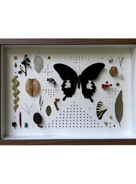 独树一帜蝴蝶果实植物标本装饰画