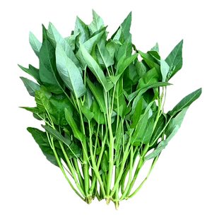 三叉空心菜种籽苗大叶水培四季秧苗通心菜种子青菜大全菜种蔬菜孑