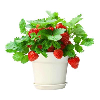 领沃草莓苗秋冬季四季结果穴盘苗