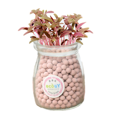 水培绿植物自种幸运草diy小盆栽