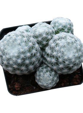仙人球好养开花美观不扎手姬春星