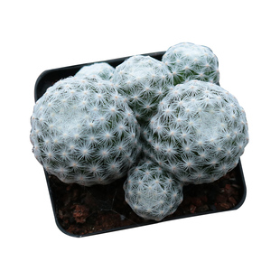 花田舍 姬春星仙人球 开花自根软刺不扎手多头群生阳台庭院小盆栽