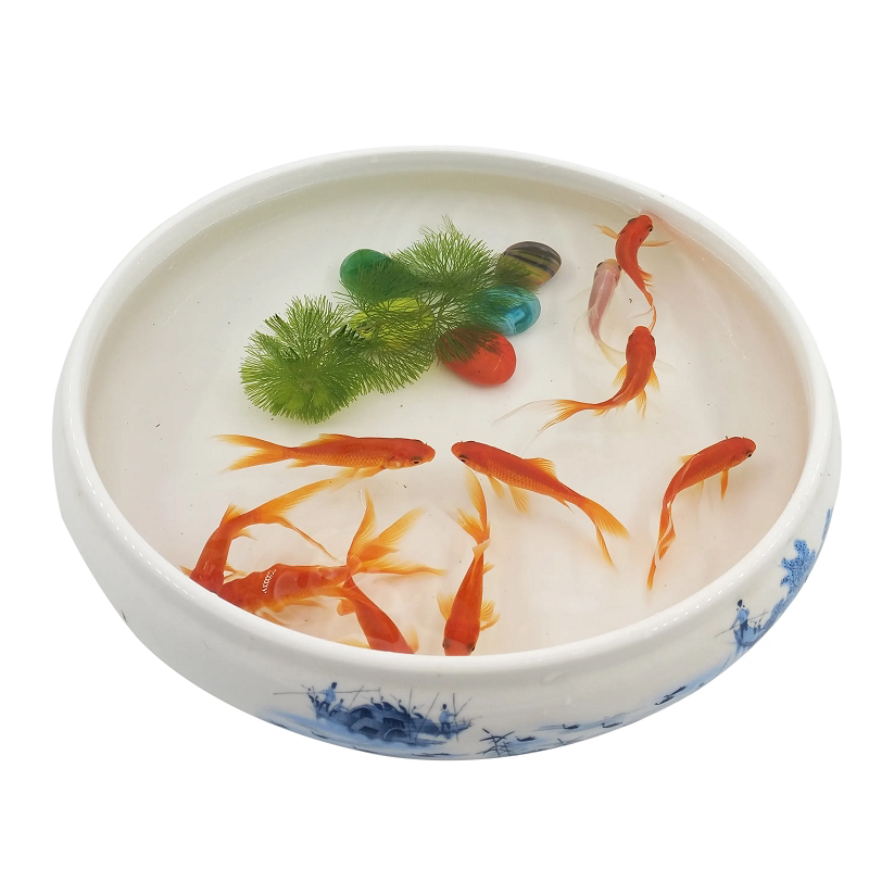 红草金鱼小红草鱼小金鱼小红鱼