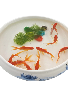红草金鱼小红草鱼小金鱼小红鱼
