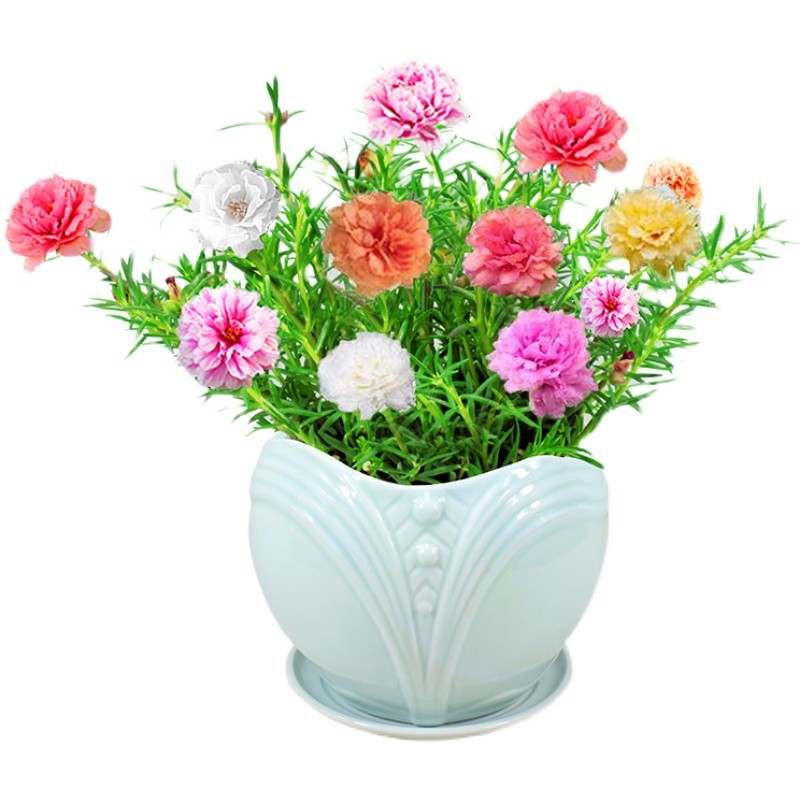 绿植盆栽庭院花卉好养重瓣太阳花