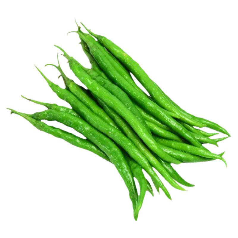 四季高产线椒秧苗二荆条秧苗
