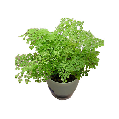 德国人铁线蕨室内桌面植物净化