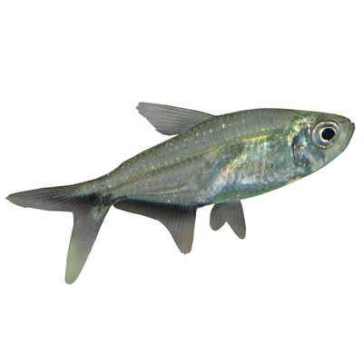 黑尾大勾扯旗灯鱼玫瑰鱼群游鱼