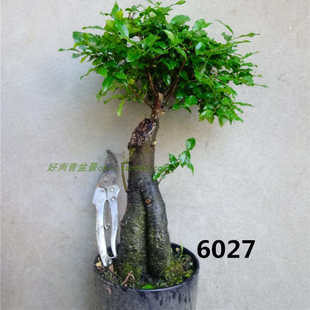 金弹子金蛋子黑塔子棘柿金胆子盆景盆栽桩熟桩公树雄树桩雄桩