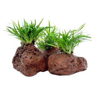 小菖蒲火山石半水养水草微景观素材水陆缸雨林缸鱼缸造景沉水植物