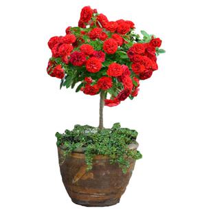 棒棒糖树桩月季花苗特大花朵花卉植物庭院四季开玫瑰带花树状月季