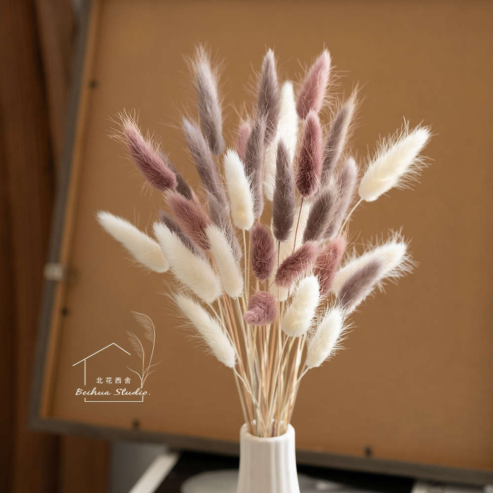 兔尾草干花软萌可爱送人花束小清新插花彩色搭配配草桌面拍摄道具