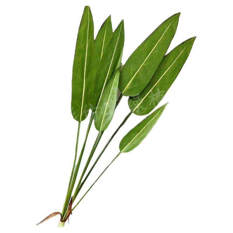 高仿真绿植白芋叶龟背叶观音叶红掌春雨叶手感过胶植物墙造景装饰