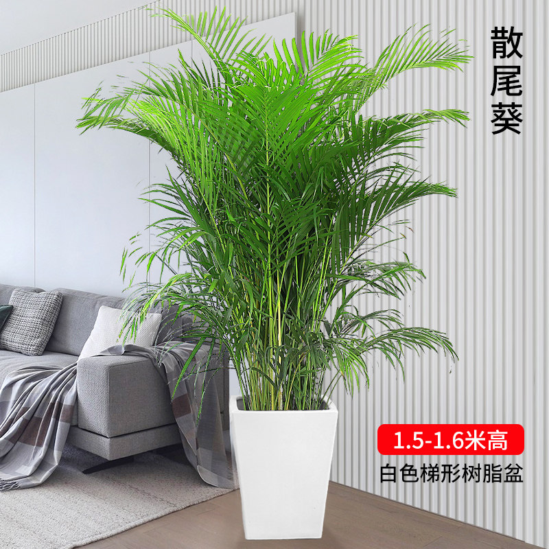 网红散尾葵植物盆栽客厅凤尾竹大型绿植室内办公室好养阳台花卉苗