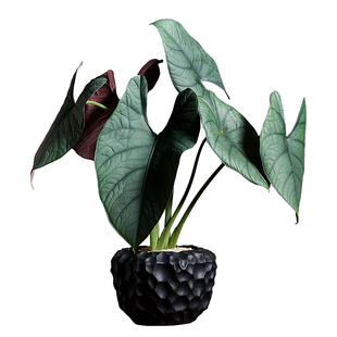 中古侘寂风赤道翡翠竹芋植物茶室内装饰好养盆栽净化空气绿植