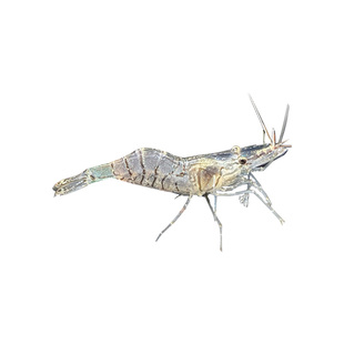 花腰虾观赏虾大号黑壳虾鱼缸清洁除丝藻刚毛藻清理残渣除藻工具虾