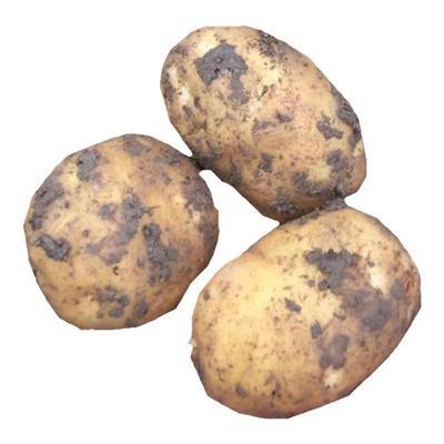 宁海胡陈洋芋土豆高山老品种黄金黄心小土豆新鲜现挖马铃薯新上市