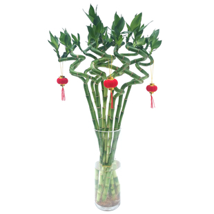 富贵竹专用营养液 水培水养龙竹营养液赤芝银丝纹水冷主轴魔